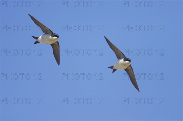 Common house martins