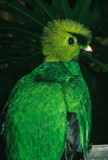 Quetzal