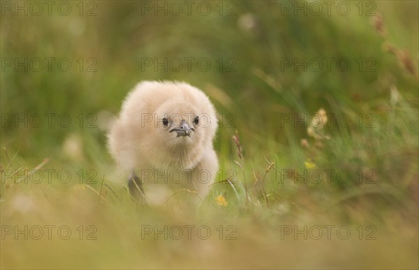 Great Skua