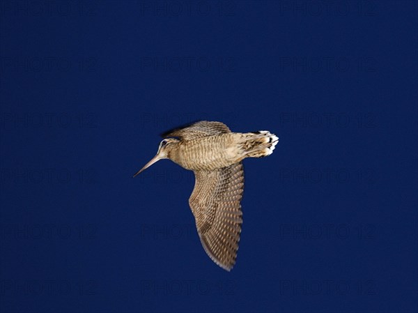 Eurasian Woodcock