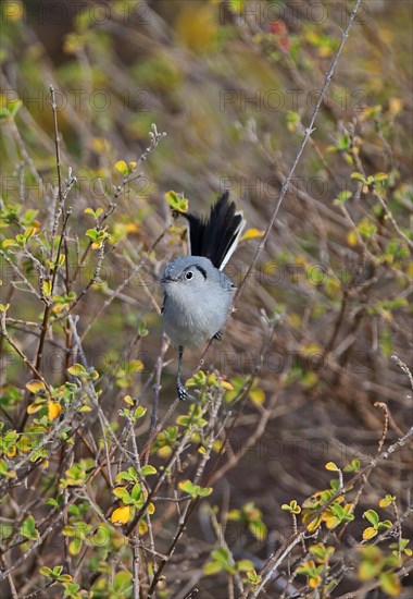 Cuban Gnatcatcher