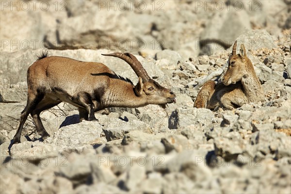 Southeastern Spanish Ibex