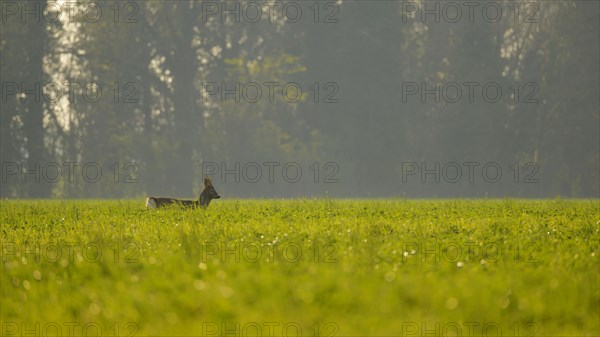 Western Roe Deer