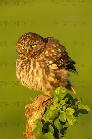 Little Owl