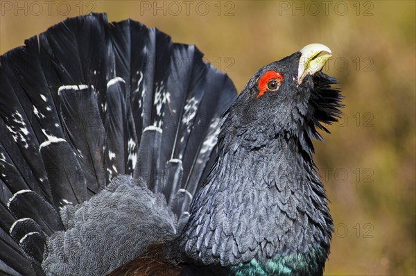 Western western capercaillie