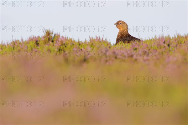 Scottish Grouse