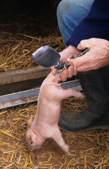 Pig farming