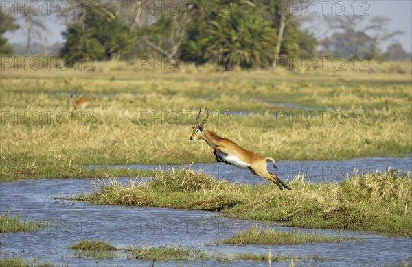 Red Lechwe