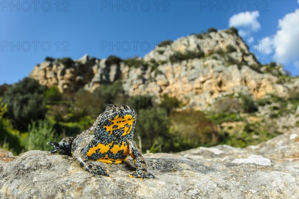 Apennine Yellow-bellied Toad