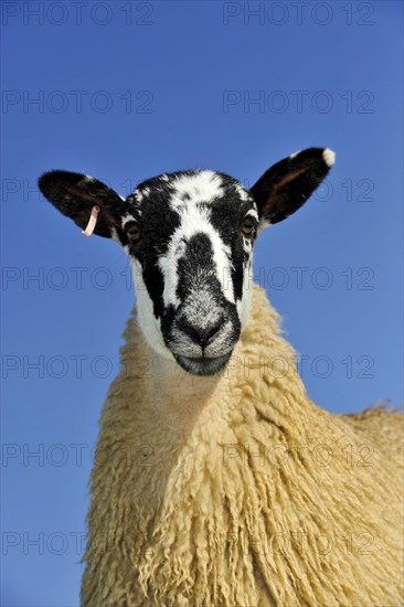 Domestic Sheep