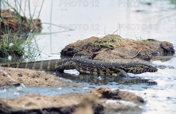 Nile monitors