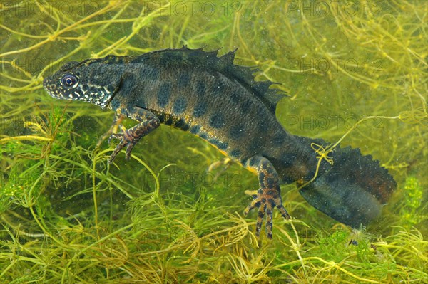 Alpine Crested Newt