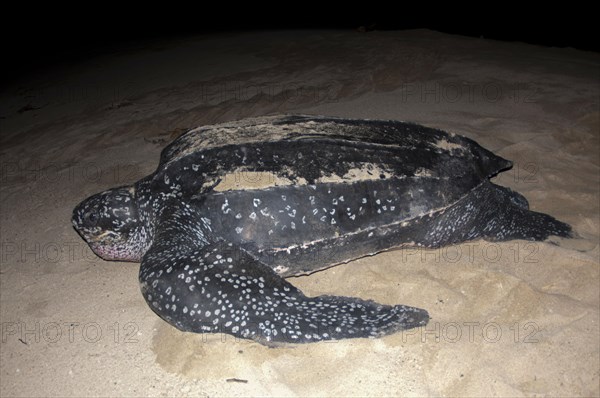 Leatherback sea turtle