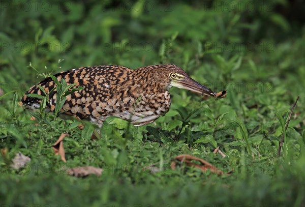 Red-winged Tiger Heron