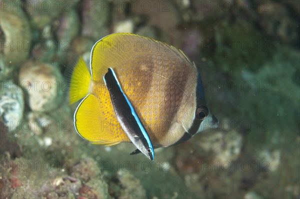 Small sunburst butterflyfish