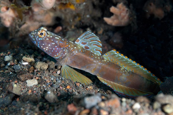 Metallic Shrimpgoby