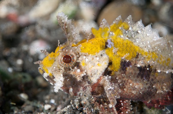 Scorpionfish