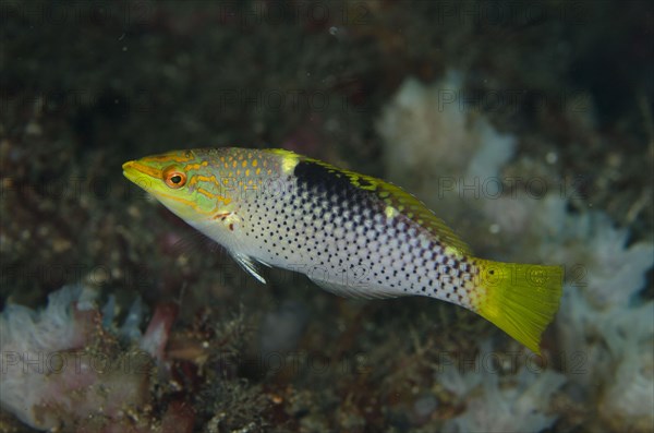 Checkerboard Wrasse