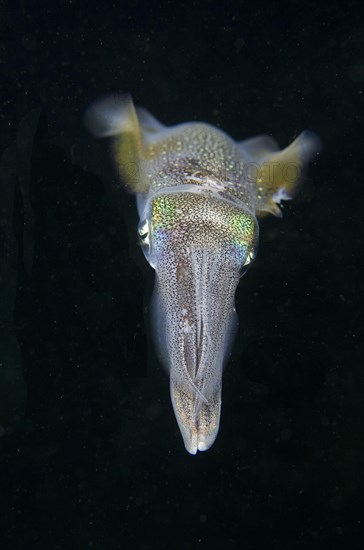 Bigfin reef squid