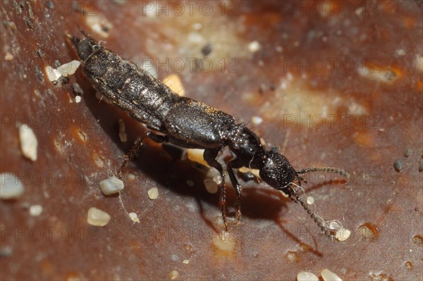 Rove Beetle