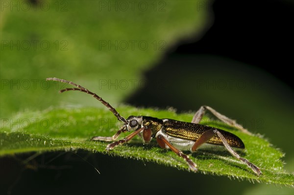 Reed Leaf Beetle