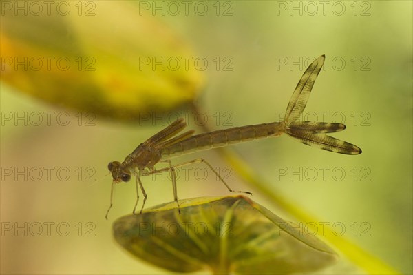 Emerald Damselfly