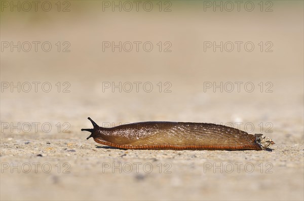 Red Slug