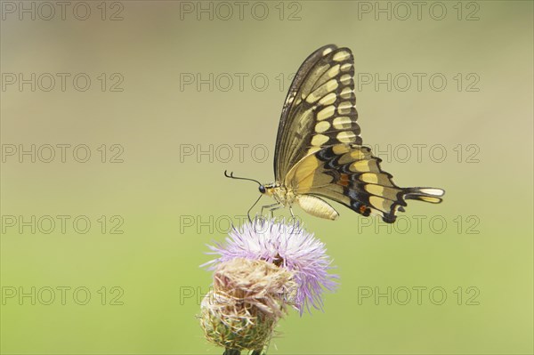 Giant Swallowtail