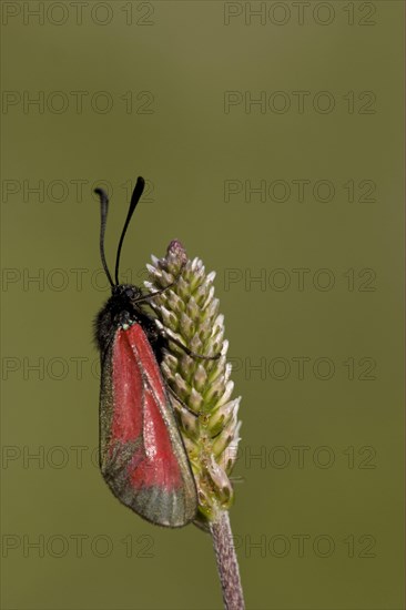 Transparent burnet