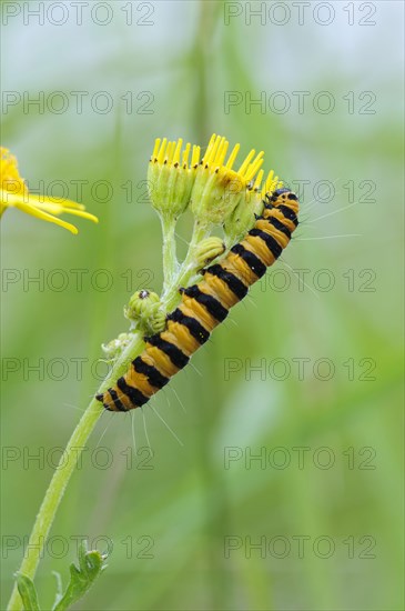 Cinnabar moth