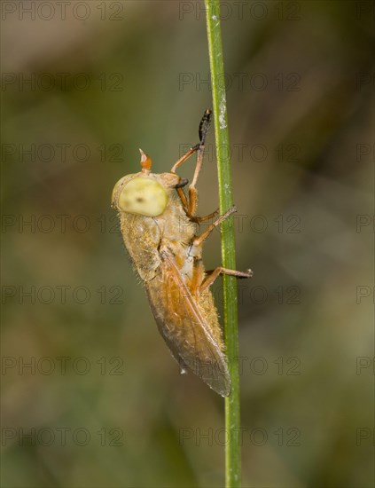 Golden Horsefly