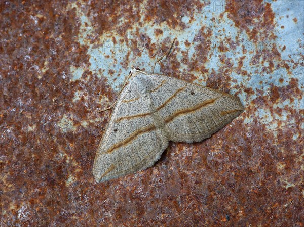 Adult leadflies