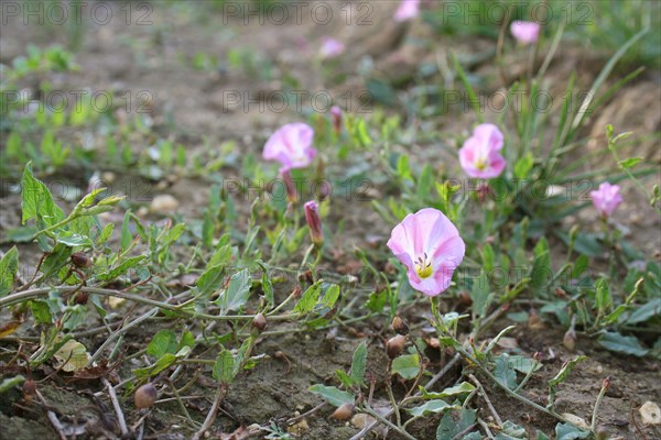 Field Bindweed