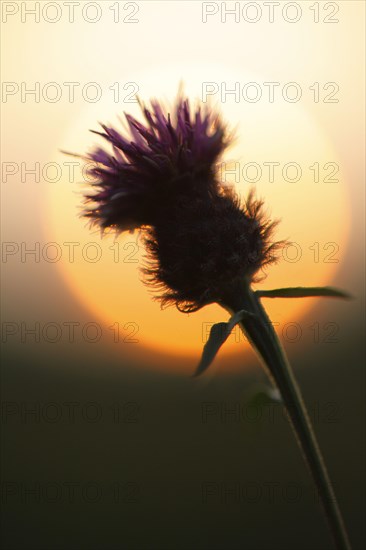 Flowering knapweed