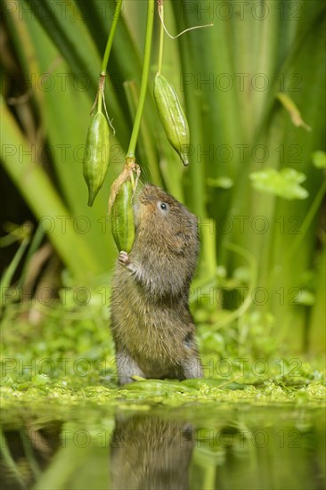 European water vole