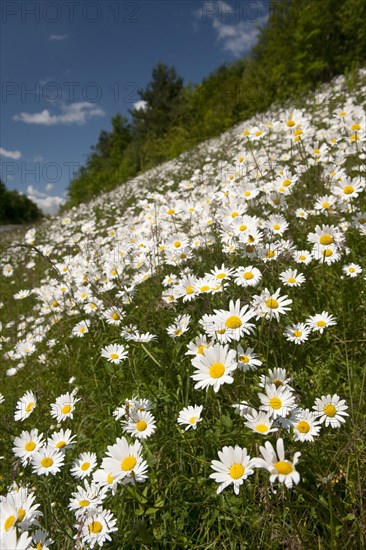 Ox-eye Daisy