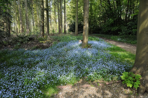 Wood Forget-me-not