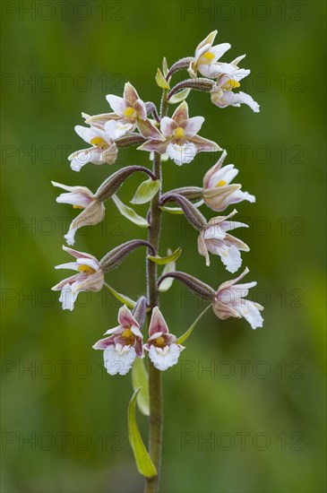 Marsh Helleborine close-up of flowerspike