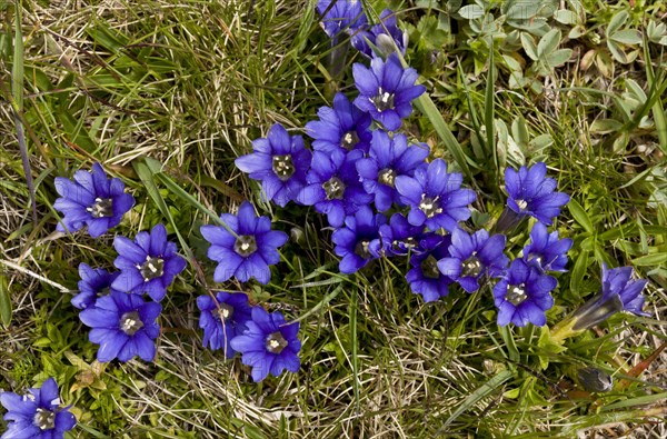 Pyrenean gentian