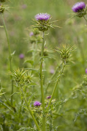 Carduus marianum