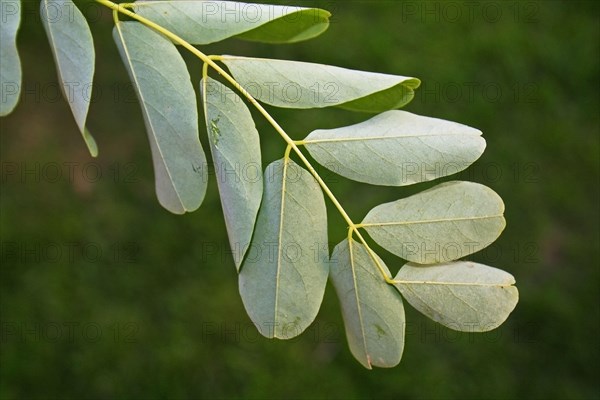 Black locust