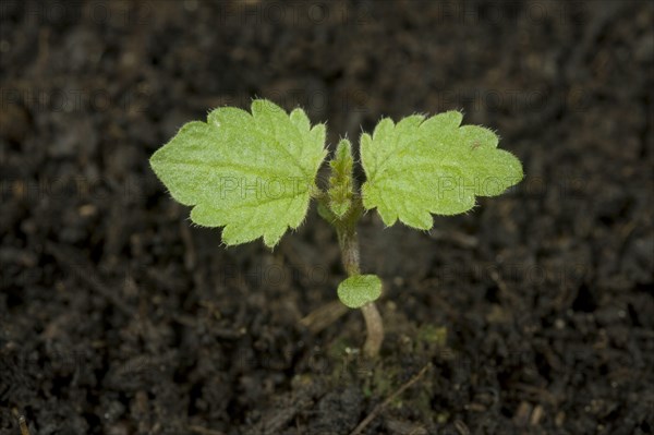 Stinging nettle