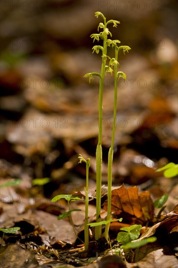 Early Coralroot