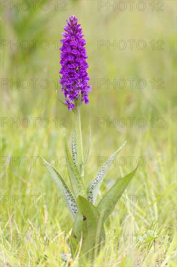 Northern Marsh Orchid