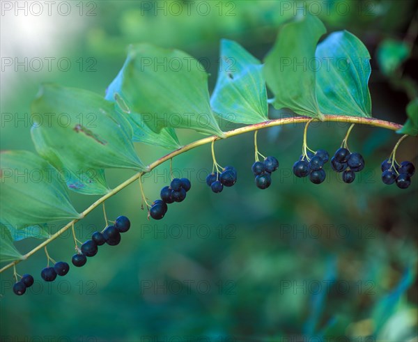 Polygonatum multiflorum