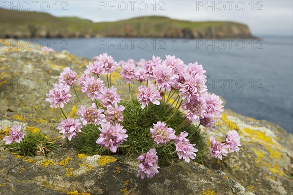 Sea-grass carnation