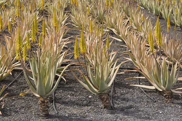 Medicinal Aloe