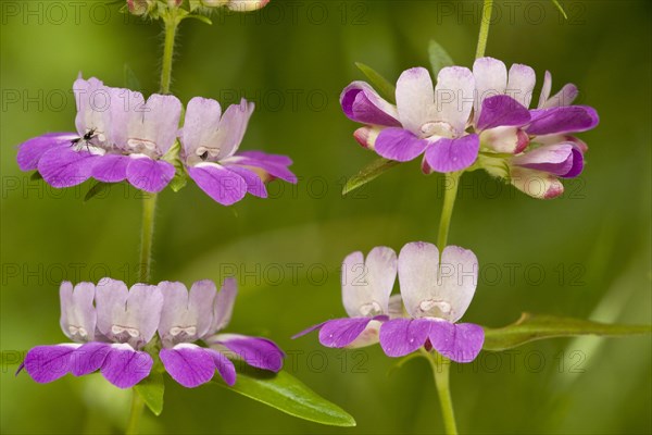 Flowering Purple Chinese Houses