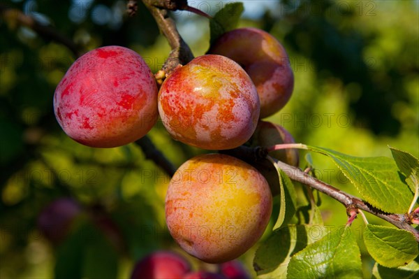 Prunus x domestica