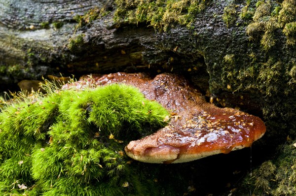 Beefsteak fungus